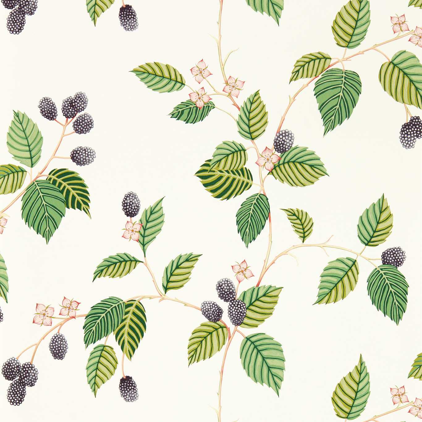 Rubus Blackberry Wallpaper DABW217227 by Sanderson