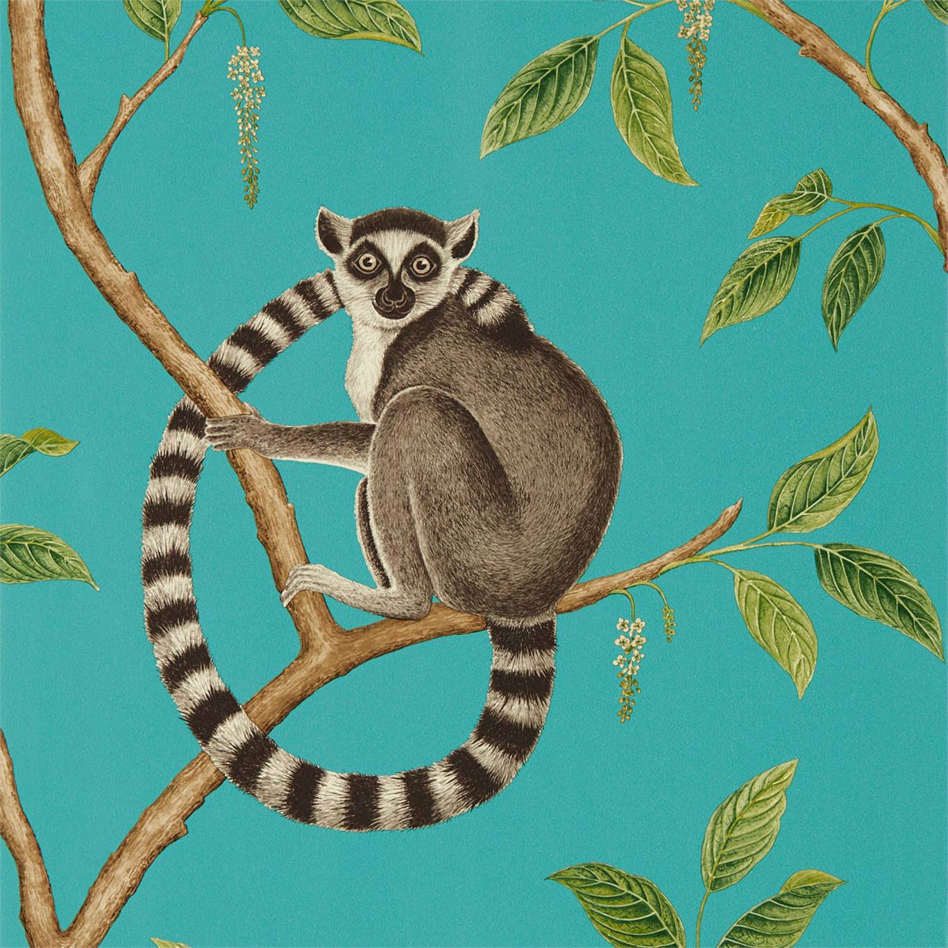 Ringtailed Lemur Ringtailed Lemur Teal Wallpaper DGLW216663 by Sanderson