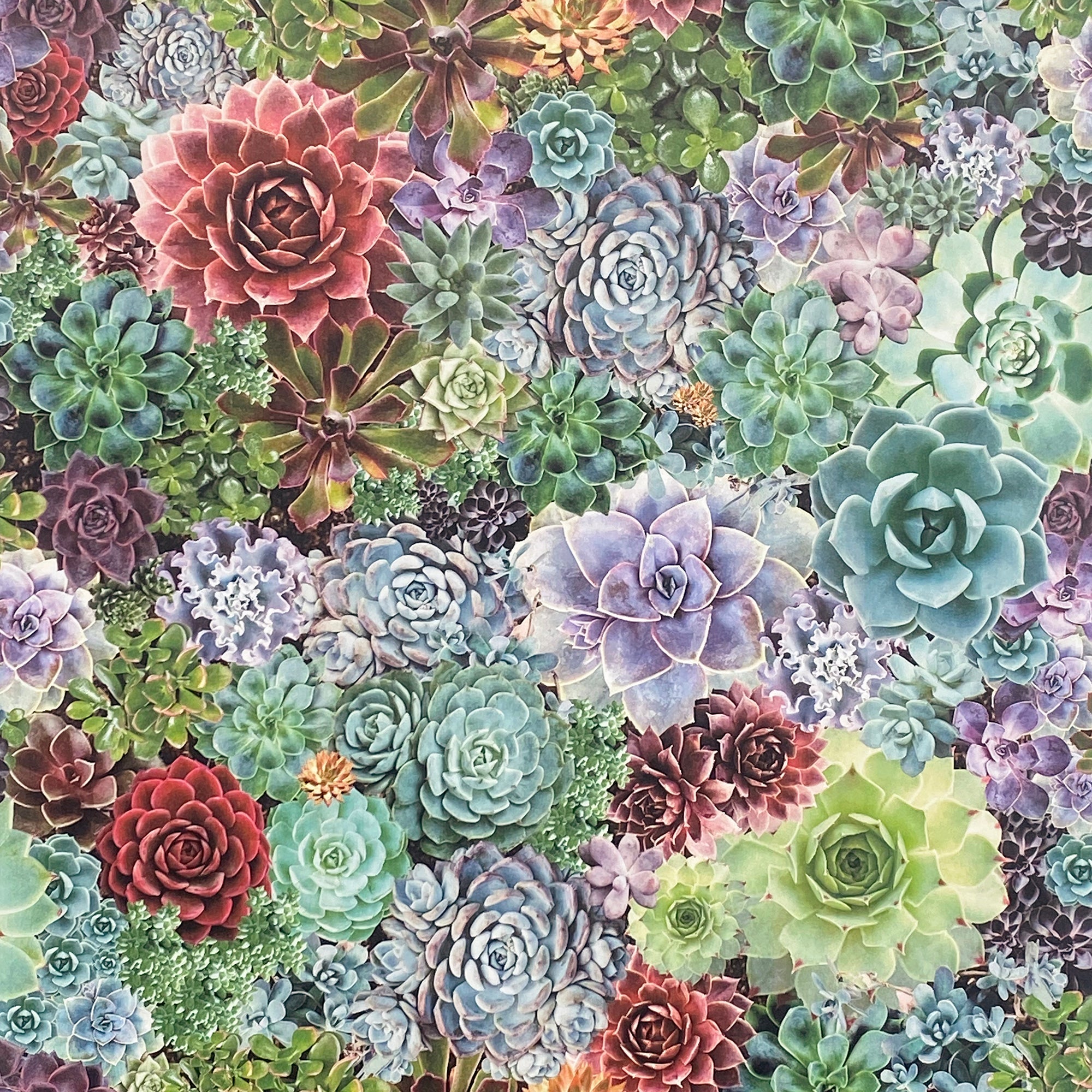Succulent Living Wall Multi sw12 by Arthouse