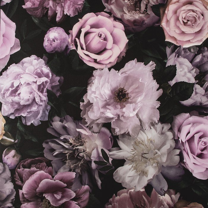 Pandora Drama Wallpaper 108697 by Fresco