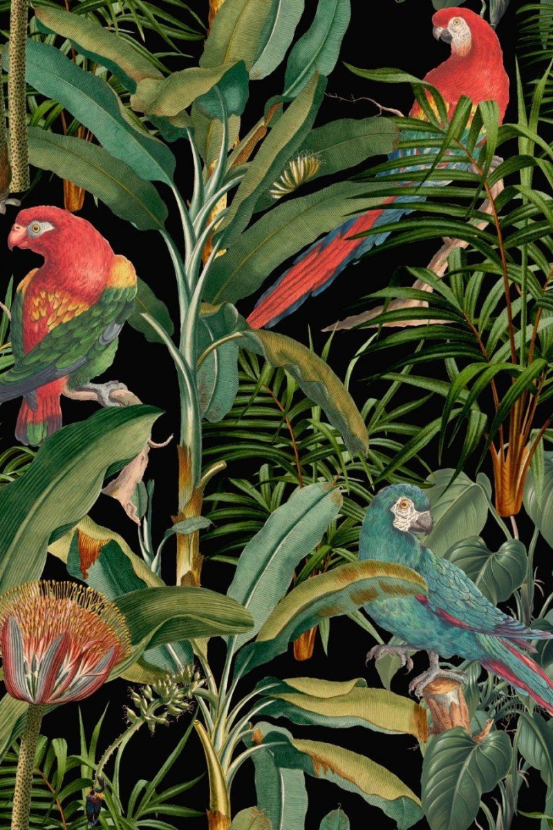 Parrots Of Brasil Anthracite Wallpaper WP20522 by Mind The Gap