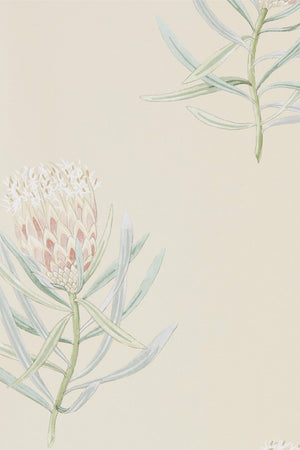 Protea Flower Wallpaper DART216329 by Sanderson