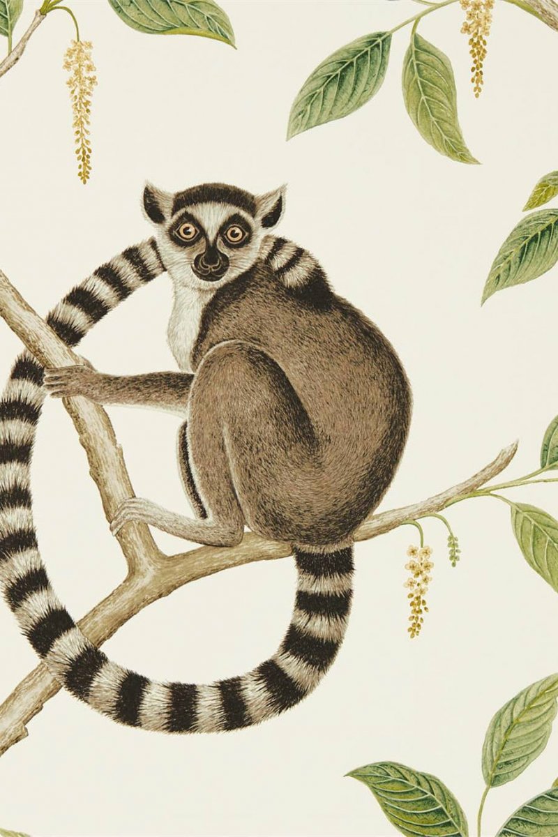 Ringtailed Lemur Wallpaper DGLW216664 by Sanderson